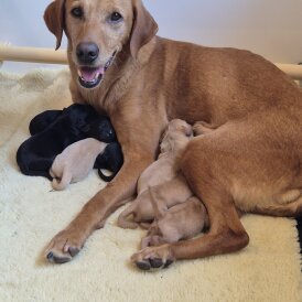 Labrador Retriever - Both