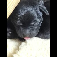 Labrador Retriever - Both