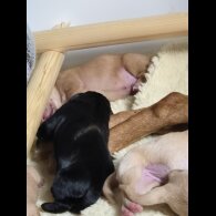 Labrador Retriever - Both