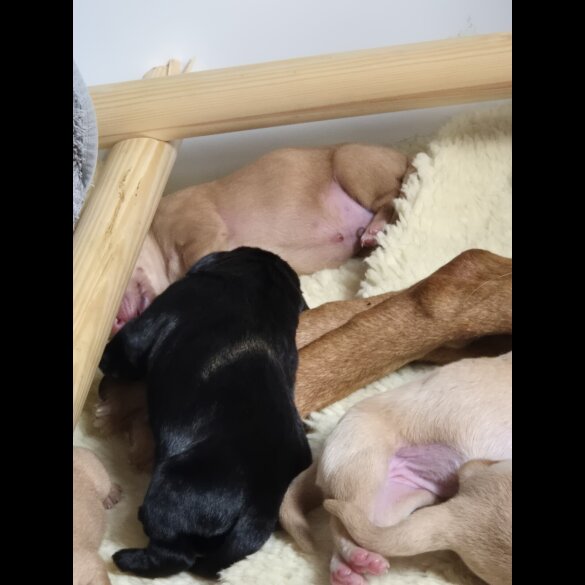 Labrador Retriever - Both