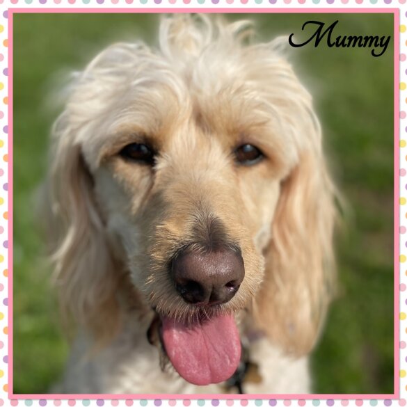 Labradoodle - Both