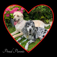 Labradoodle - Both