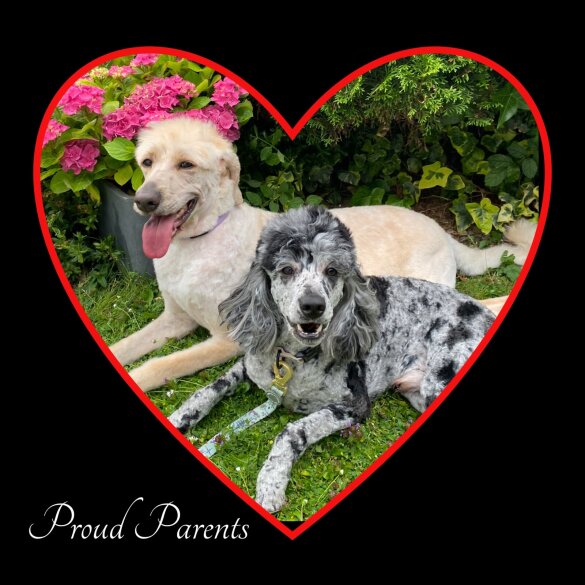 Labradoodle - Both