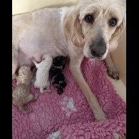 Labradoodle - Both
