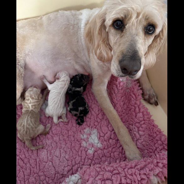 Labradoodle - Both