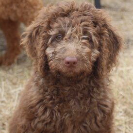 Labradoodle - Both