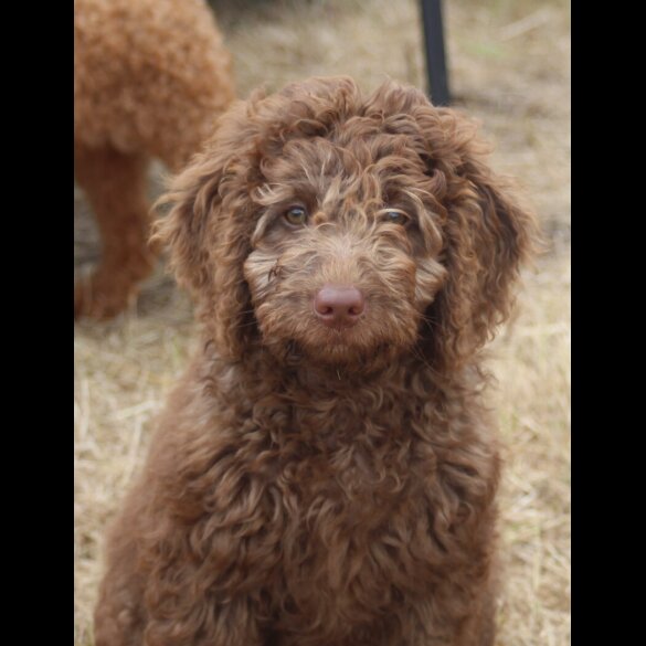 Labradoodle - Both