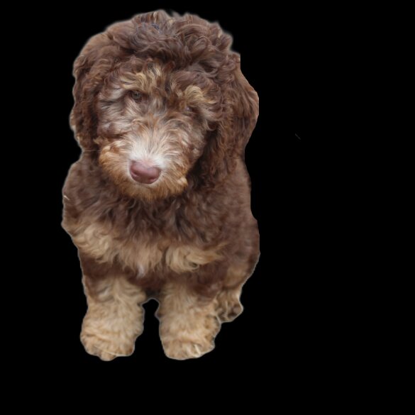 Labradoodle - Both