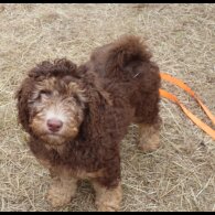 Labradoodle - Both