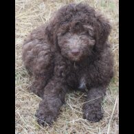 Labradoodle - Both