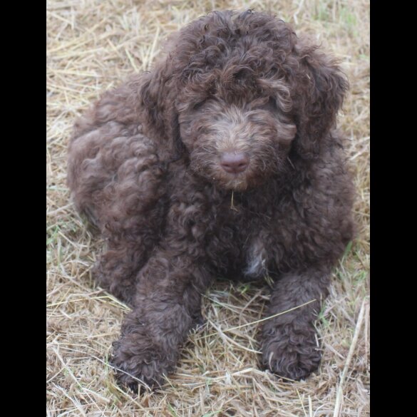 Labradoodle - Both