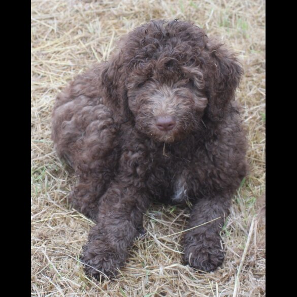 Labradoodle - Both