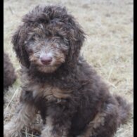 Labradoodle - Both