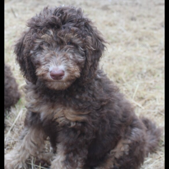 Labradoodle - Both