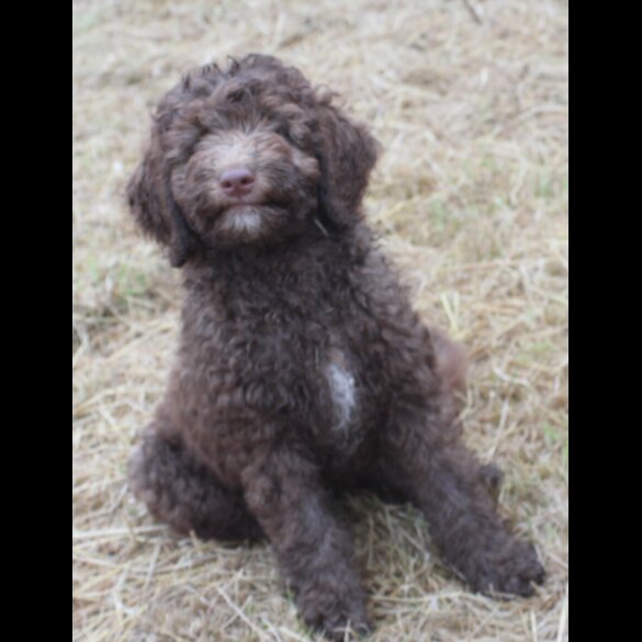 Labradoodle - Both