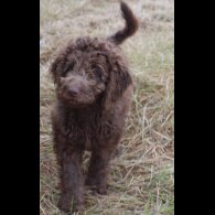 Labradoodle - Both