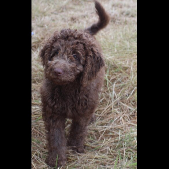 Labradoodle - Both