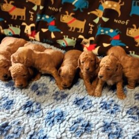 Labradoodle - Both