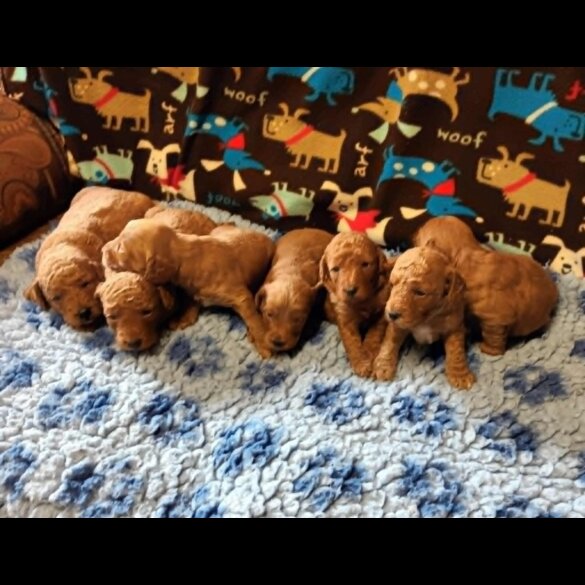 Labradoodle - Both