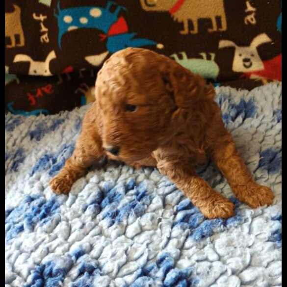 Labradoodle - Both