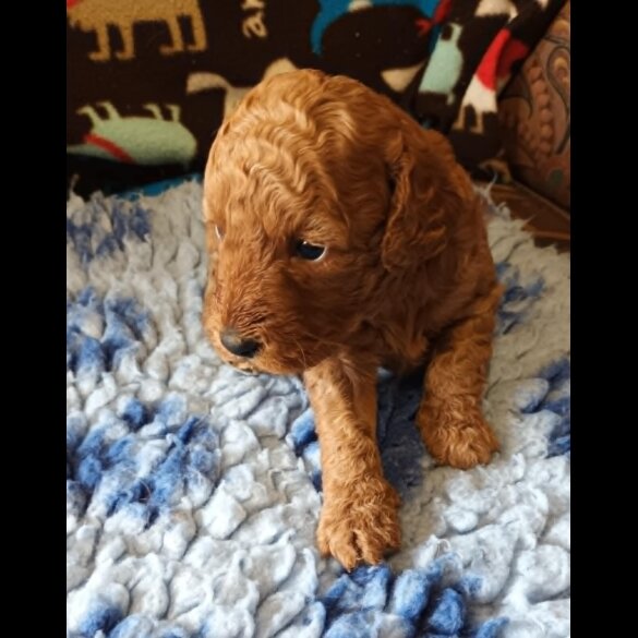 Labradoodle - Both