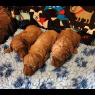 Labradoodle - Both