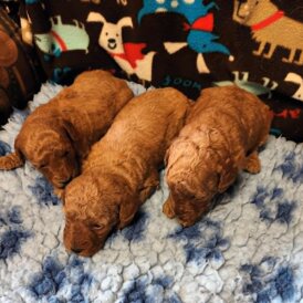 Labradoodle - Both