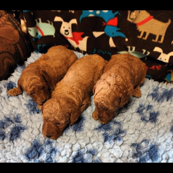 Labradoodle - Both