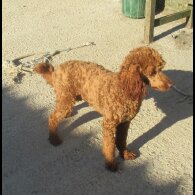 Labradoodle - Both