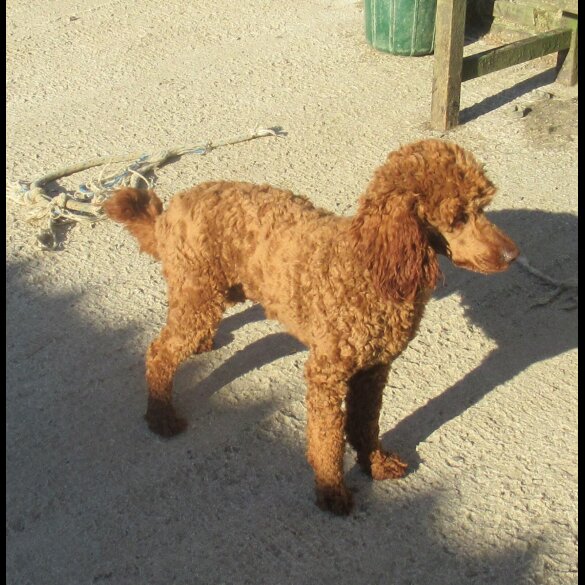 Labradoodle - Both