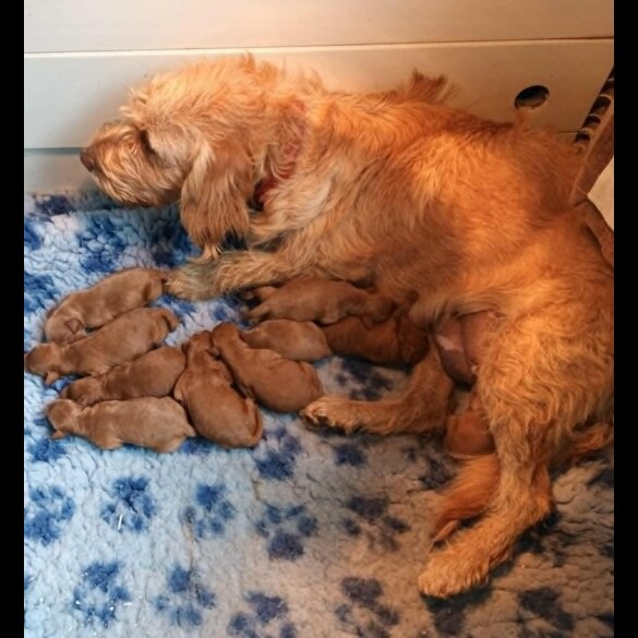 Labradoodle - Both