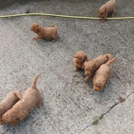 Labradoodle - Both