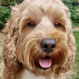 Labradoodle