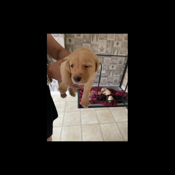 Labrador Retriever - Both