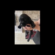 Labrador Retriever - Both