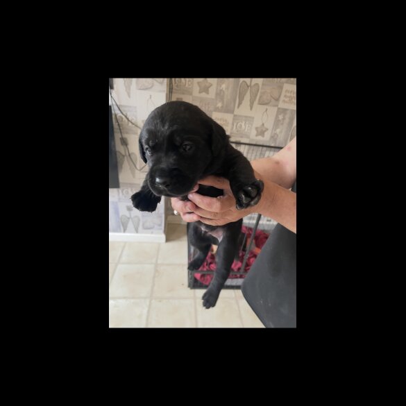 Labrador Retriever - Both