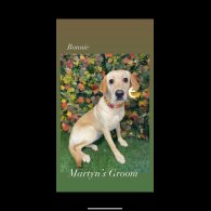 Labrador Retriever - Both