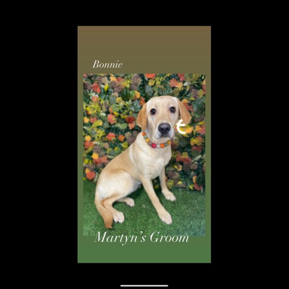 Labrador Retriever - Both