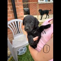 Labrador Retriever - Bitches