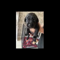 Labrador Retriever - Both