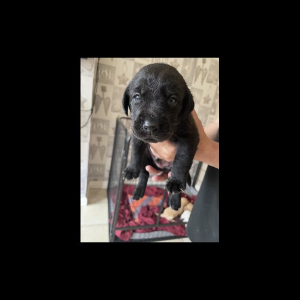 Labrador Retriever - Both