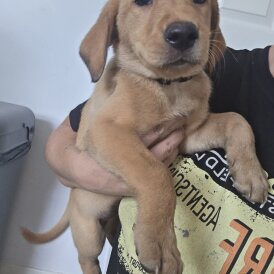 Labrador Retriever - Both