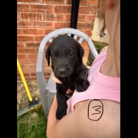 Labrador Retriever - Bitches