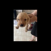 Labrador Retriever - Both
