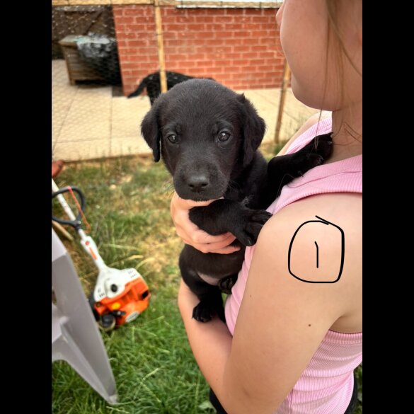 Labrador Retriever - Bitches