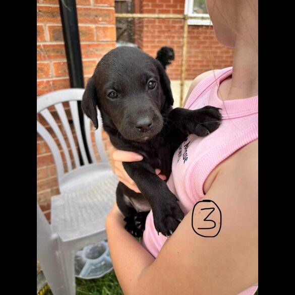 Labrador Retriever - Bitches