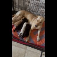 Labrador Retriever - Both