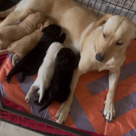 Labrador Retriever - Both