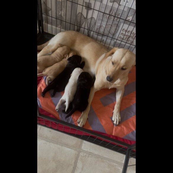 Labrador Retriever - Both