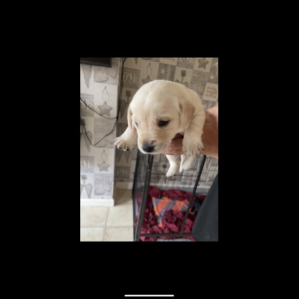 Labrador Retriever - Both